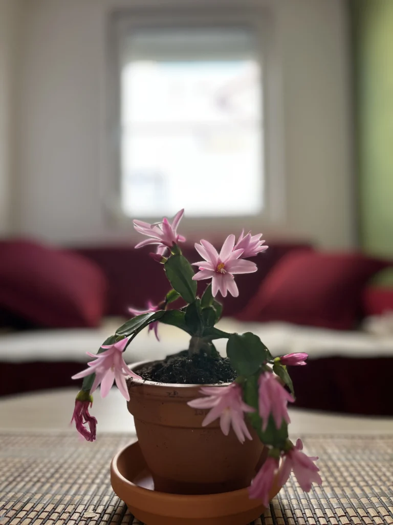 pot with flowers blooming